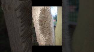 Creepy caterpillars on drumstick treemoringa tree😨😱shorts [upl. by Yenettirb537]