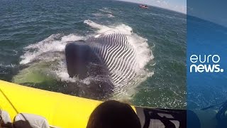 Massive finback whale surfces inches from tourist boat [upl. by Atcliffe911]