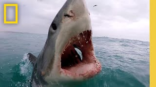 Sharkfest Cinematic  Official Trailer  National Geographic [upl. by Milton485]