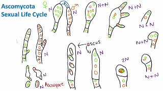 Ascomycota Sexual Life Cycle  Mycology  Biology [upl. by Macario]