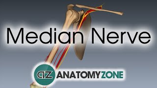 Median Nerve  3D Anatomy Tutorial [upl. by Nwonknu183]