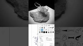 trilobite amp micromine трилобиты майкромайн [upl. by Ariahaj]