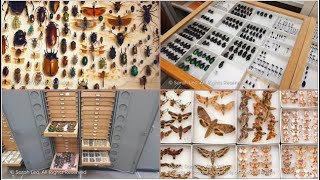 Insect collections in museums  how to collect insects  entomology lectures  Module 0107 [upl. by Tiloine]