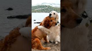 This golden retriever sadly hugs his toy🥹 [upl. by Kalman]