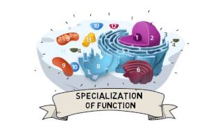 Cell Organization and Compartmentalization [upl. by Obediah]