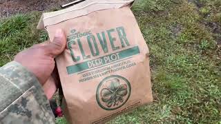 Grass Lawn To Clover Lawn Update Mossy Oak Bio Logic Clover Deer Plot Results After One Good Rain [upl. by Kowatch]