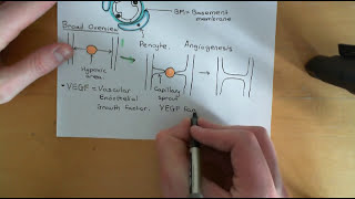 Angiogenesis and Angiotherapy Part 1 [upl. by Auqenwahs]