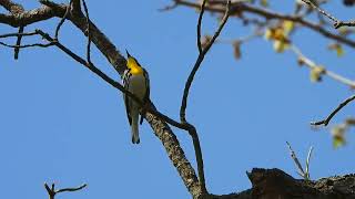 Yellow throated Warbler singing [upl. by Livia]