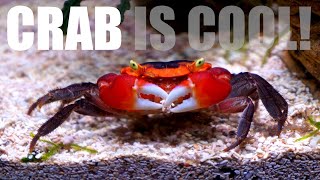 Fresh Water Crab Tank Setup Using Normal Fish Tank [upl. by Shantha886]