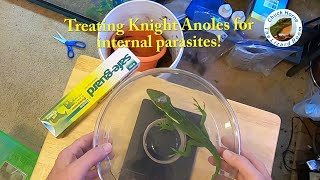 Treating Lizards for Internal Parasites  preventative measures [upl. by Debra]