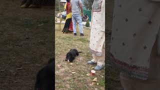 Baby playing with disposable cup youtubeshorts dog lovers [upl. by Ruhtra93]