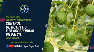 Control de Botrytis y Cladosporium en palto  Agro Bayer Perú [upl. by Ballard]