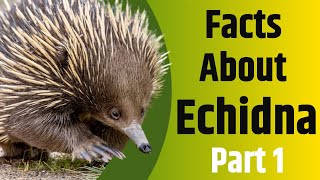 Facts About Echidna  Part 1  The Spiny Egg Laying Mammal  2020 [upl. by Rednijar369]