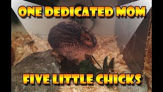 Baby Quails ButtonKing quail The Natural Way of Breeding and Hatching [upl. by Seavey58]