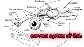 NERVOUS SYSTEM OF FISHPHYSIOLOGY OF FISH SHORT NOTES [upl. by Eilah]