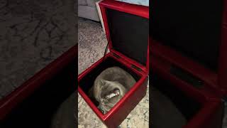 King don’t want to come out on box share catking viralvideo catlover catlover sorts cat ❤️❤️ [upl. by Oirtemed]