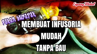 Cara Membuat Infusoria Tanpa Bau Mudah dan Murah [upl. by Meilen]