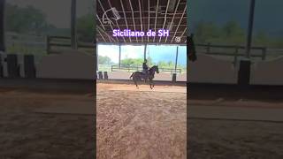 SICILIANO DE SH pasofino gaitedhorse caballos [upl. by Rich]