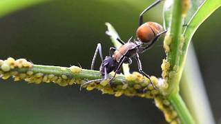 POLYRHACHIS AMMON  Australian Golden Spiny Ant [upl. by Ninahs685]