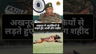 Jammu Kashmir Army dog martyred while fighting terrorists in Akhnoor indianarmy akhnoor [upl. by Aprilette]