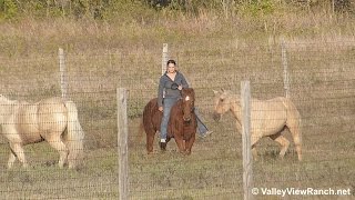 Lenas Peppy Pop  riding in halter with pasture horses 2  Valley View Ranch [upl. by Guadalupe]