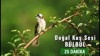 Doğal Kuş Sesi  RAHATLATICI TERAPİ 25dk [upl. by Beauregard683]