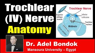 Trochlear IV Nerve Clinical Anatomy Dr Adel Bondok [upl. by Akire956]