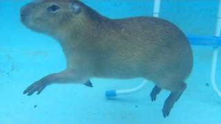 NOT Slow Motion Capybara [upl. by Margette]