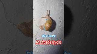 Slug Killer  Metaldehyde  snail  metaldehyde  kill [upl. by Imuy]