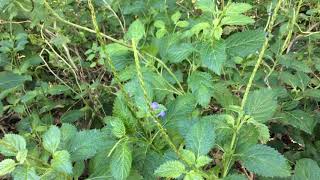 Stachytarpheta jamaicensis  Jamaica Vervain [upl. by Akinot]