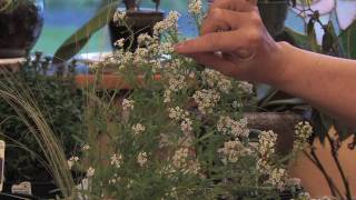 Flower Gardens  How to Grow Sweet Alyssum Lobularia Maritima [upl. by Zed]