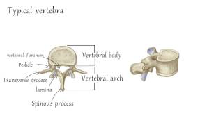 Cervical Vertebrae Anatomy [upl. by Macnamara]