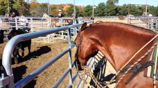 Dangerous horse reformed  Showing Very Mean Spade Bit Cow horse with James W [upl. by Abih]