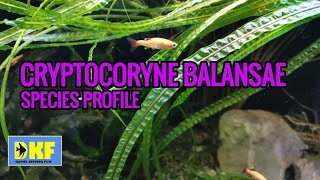 Cryptocoryne Balansae species profile [upl. by Bashemath748]