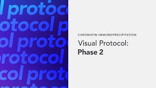 Chromatin Immunoprecipitation Visual Protocol Phase 2 [upl. by Allin197]