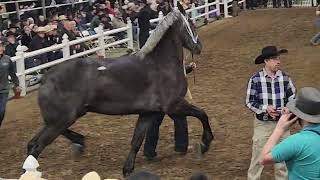 180k RECORD PRICE FOR DRAFT HORSE AT PUBLIC AUCTION JW Blasting Boomer [upl. by Bishop]