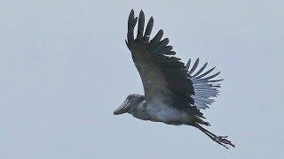 Uganda  Shoebill fly in Mabamba Wetland [upl. by Gifford512]