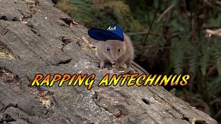 AGILE ANTECHINUS The Worlds First RAPPING AGILE [upl. by Lacagnia]