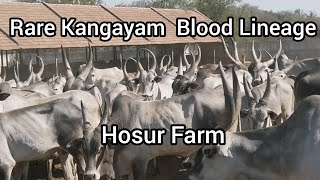 GENETICALLY PURE KANGAYAM CATTLE  HOSUR GOVERNMENT FARM [upl. by Jamal46]