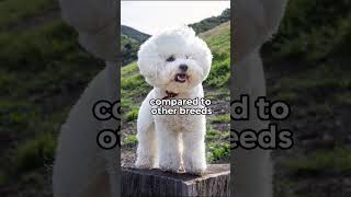 Bichon Frise with the most cheerful personalities hypoallergenicdogs dogs bichonfrise [upl. by Aihsekal116]