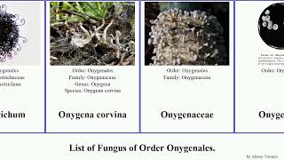 List of Fungus of Order Onygenales trichophyton apis brasiliensis terrestre immitis corvina durus [upl. by Hirschfeld]