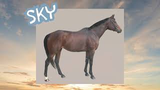 Sky Cataloged  Kalona July Monthly Horse amp Tack Sale 7124 [upl. by Nariko447]