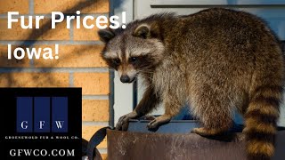 Fur Prices In Iowa from GFWmarket Summarized [upl. by Sahc161]