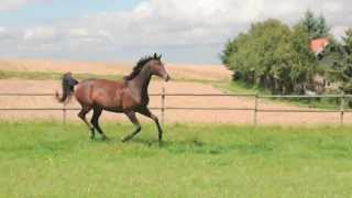 Trakehner Sondershausen Freudenfest Interconti [upl. by Enyrat234]