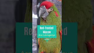 So many beautiful macaws😍 birds macawsworld macaws macawsaroundtheworld TheParrotPodcast [upl. by Etselec]