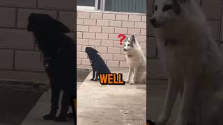 Smart Fox Tries to Bark Like a Dog – Too Funny 🦊🐕😂 [upl. by Cirted]