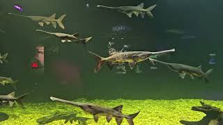 PaddleFish at the Flordia Aquarium Tampa [upl. by Kimmel]