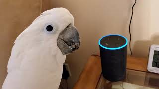 Cockatoo Attempts To Order Farts Off Of Alexa [upl. by Ephram]