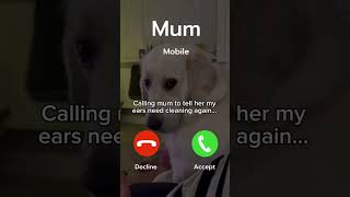 Calling Mum Again petwellness dogcare dog hypoallergenicdogs doglovers goldenretriever [upl. by Tristas877]