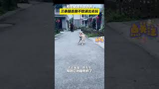 狗子只剩三条腿走路，也丝毫不耽误自己出门玩萌宠 pets funny 狗狗 [upl. by Refinaj]